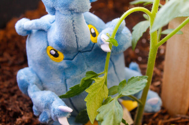 Spotted a Heracross! Spotted a Heracross!